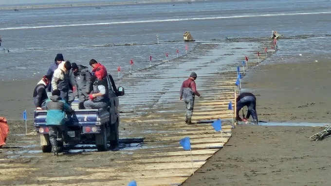 갯벌 말뚝박기에 숨이 턱…생태계 영향은 어찌할까