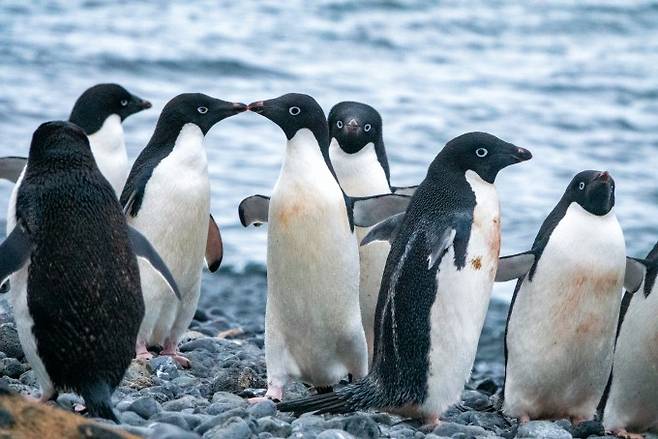 펭귄 배설물, 남극에 구름 만든다