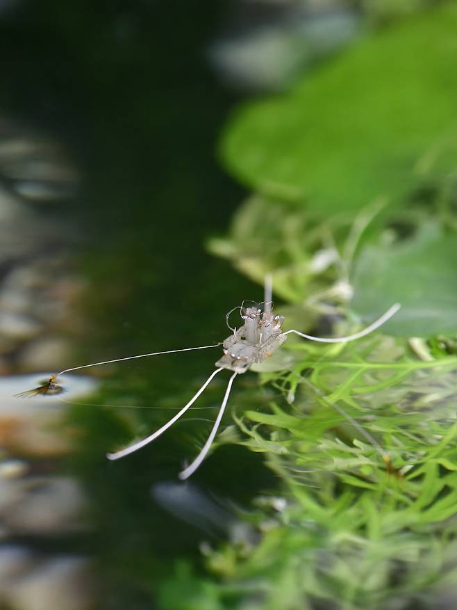 韓美 과학자, 물 위를 달리는 소금쟁이 로봇 개발