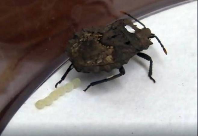 [사이테크+] “제 몸에 곰팡이 키워 알 보호하는 곤충…새로운 공생관계 발견”