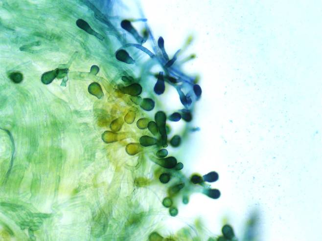 곰팡이로 집을 짓다니… 세계 곳곳에서 벌어지는 신기한 일들 [ESG 세상]