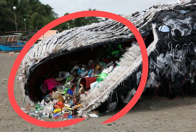 “보고도 못 믿겠다” 죽은 고래, 배 갈랐더니 ‘충격’ 실상…쓰레기가 수두룩 [지구, 뭐래?]